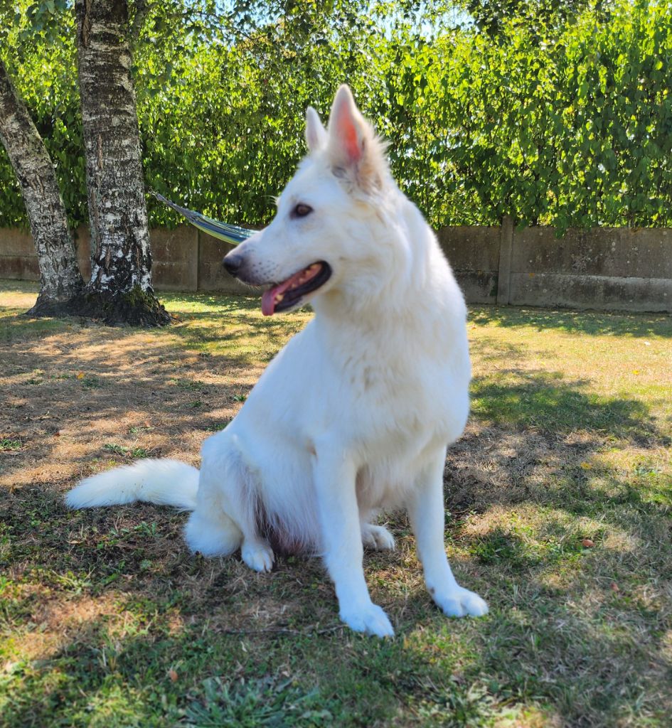 Sinka Du Domaine d'Hyrule