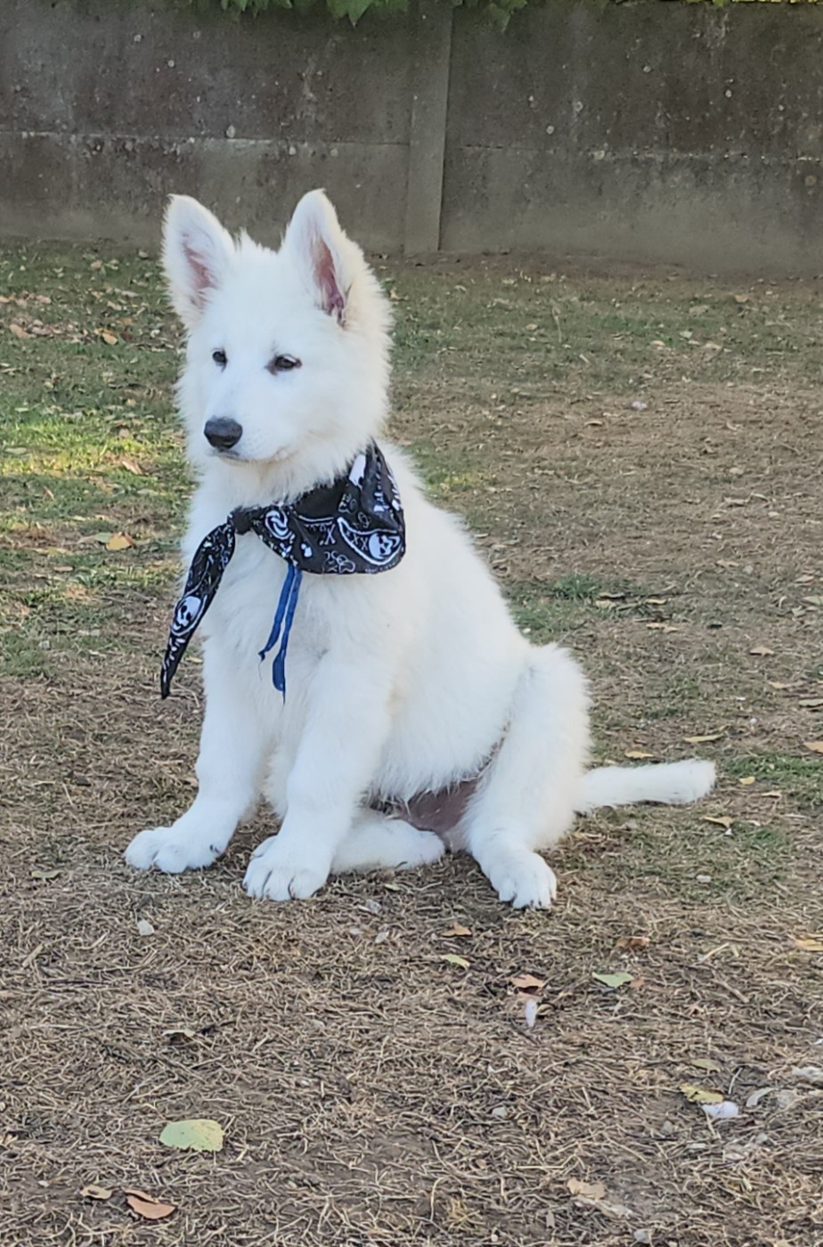 La Piraterie Blanco - Chiots disponibles - Berger Blanc Suisse