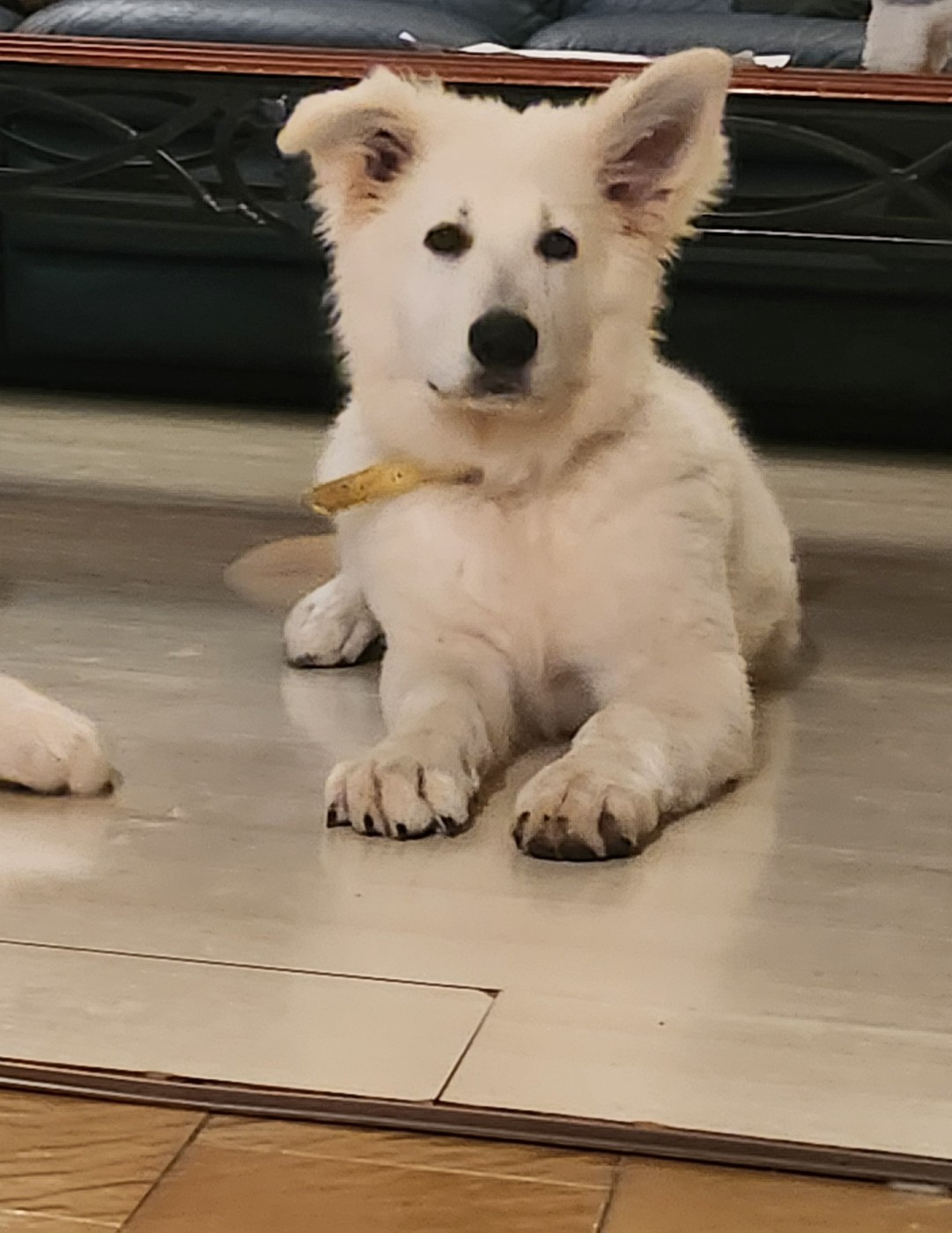 La Piraterie Blanco - Chiots disponibles - Berger Blanc Suisse