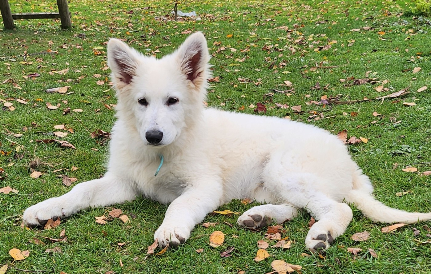 La Piraterie Blanco - Chiots disponibles - Berger Blanc Suisse